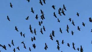 So many Whitefaced Whistling Ducks Dendrocygna viduata [upl. by Tews677]