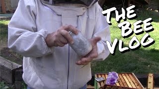 More Mite Counts  Bee Vlog 148  Aug 23 2014 [upl. by Anaerb52]