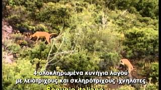 ΚΥΝΗΓΙ ΛΑΓΟΥ  ΙΧΝΗΛΑΤΕΣ Νο 5 segugio Italiano  Hare Hunting [upl. by Anjela515]