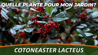 COTONEASTER LACTEUS  Quelle plante pour mon jardin [upl. by Gertrud]