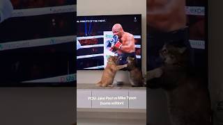 Jack Paul vs Mike Tyson Cat edition viralvideo memes funny cat tiktok shorts 2025 sports [upl. by Christen]