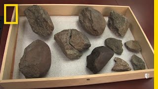 Oldest Known Stone Tools Discovered 33 Million Years Old  National Geographic [upl. by Nomael]