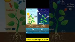 Gaseous exchange in plants youtubeshorts shorts [upl. by Nrobyalc371]