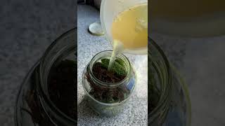 Super Easy Lacto Fermented Pickles Recipe [upl. by Robert]