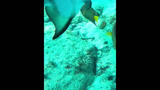 Queen Angelfish on sea bottom angelfish coralreef underwater queenangelfish seabottom [upl. by Bouley971]