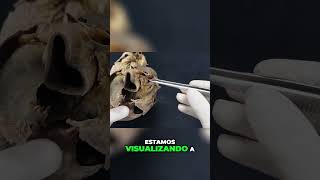 Diferença entre Veias e Artérias Comparação Direta em um Coração  Aula de Anatomia humana [upl. by Brandes]