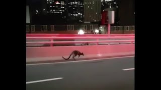 Wallaby on the run from police in Australia [upl. by Leavitt16]