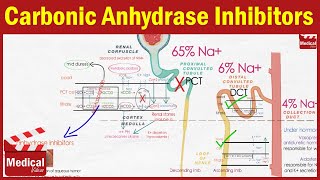 Pharmacology CVS 7 Diuretics  Carbonic anhydrase inhibitors  Loop and Osmotic diuretics [upl. by Yrkcaz]