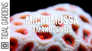 Micromussa amakusensis MiniMe Acan [upl. by Corbet]