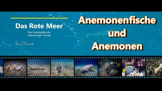 Das Rote Meer  eine Enzyklopädie der faszinierenden Tierwelt  Der Anemonenfisch und seine Anemone [upl. by Subocaj]