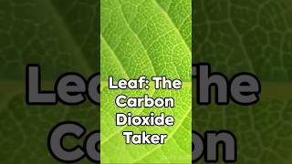 Leaf take carbon dioxideshortvideoviral [upl. by Zennie174]