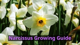 Narcissus Growing Guide Daffodil by GardenersHQ [upl. by Abernathy369]