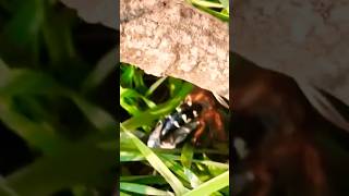 Cicada Killer hunts 🌿🦗 a CICADA locust WILD MUST SEE cicadakiller cicada locust locusts nature [upl. by Varien]