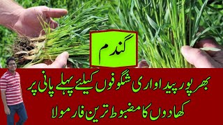 Strong Fertilizer Plan for Wheat Tillering  Fertilizer amp First Irrigation  Cyber Agri Extension [upl. by Rianon]