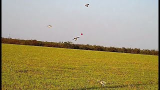 2024 Texas dove hunting with Shotkam [upl. by Sonstrom833]