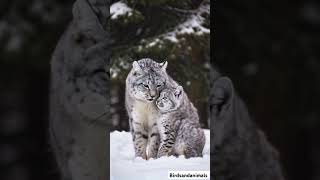 Adorable Snow Lynx Cat Kisses Baby Lynx in Winter Wonderland  Heartwarming Animal Moments [upl. by Ydneh]