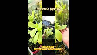 Pinguicula gigantea the biggest butterwort in the world plants garden terrarium biology nature [upl. by Hittel607]