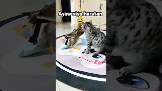 Ayaw harutan cat catlover animals [upl. by Zere95]