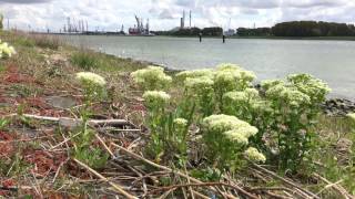 Pijlkruidkers Lepidium draba  20170427 [upl. by Enieledam347]