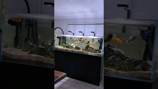 The story of my African Cichlid Tank 🐟 aquarium fishtank malawicichlids [upl. by Mosi]