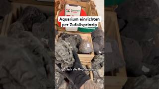 Aquarium einrichten nach Zufallsprinzip aquarium aquascape aquaristik aquariumhobby [upl. by Attlee]