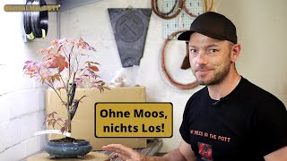 Atropurpureum Düngekörbchen und Datt Moos Einkauf im BonsaiZentrum Münsterland  Bonsai Haul 11 [upl. by Hsara]