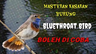 MASTERAN BESETAN KASAR Burung bluethroat bird [upl. by Eiddam83]