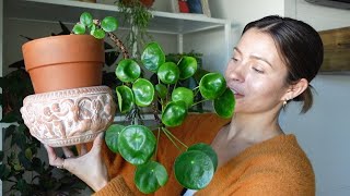 My Houseplant Planter Collection [upl. by Annaitsirk]