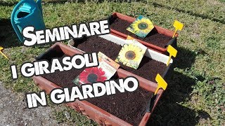 SEMINARE I GIRASOLI IN GIARDINO  GIARDINAGGIO FAI DA TE 🌻 🌻 🐝 [upl. by Siraval]