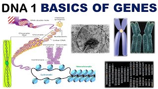 Basics of Genetics  Chromatin  Chromatid  Chromonema  Chromomere  Heterochromatin  Euchromatin [upl. by Enitsuga]