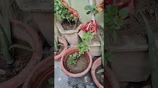 Jo Angan Mein Tulsi lagata Hai vah Hari Ka Ho Jata Hai [upl. by Woods]