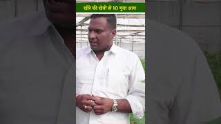 पॉलीहाउस में खीरे की खेती से 10 गुना बढ़ी जयपुर के इस युवा की आमदनी  Cucumber Farming  shorts [upl. by Namlak]