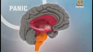 EL CEREBRO HUMANO EL ORGANO MÁS COMPLEJO Y MARAVILLOSO [upl. by Jobye]