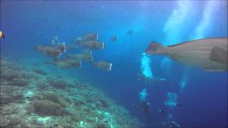 Humphead  Bumphead Parrot Fish of Sipadan Island [upl. by Adla]