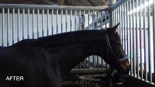 How to trim a horses mane  OTD Grooming Gossip [upl. by Brucie]