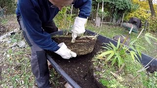 Bambus pflanzen bzw umpflanzen how I plant a bamboo [upl. by Ehsrop954]