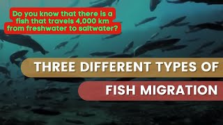 Three Different Types of Fish Migration [upl. by Kan]