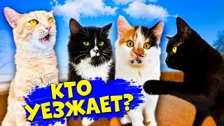 Последние дни спасенного котенка с нашими домашними животными  SANI vlog [upl. by Morganne872]