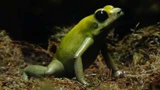 Phyllobates terribilis  Myers Daly amp Malkin 1978 HD Phyllobate terrible  Ménagerie  092014 [upl. by Grunberg]