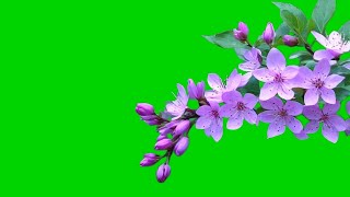 purple flower branch green screen  tree branch moving green screen [upl. by Agretha]