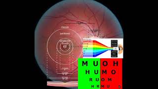 Retina 9  Mácula e Teste Bicromático [upl. by Pedersen]