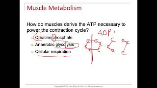 Muscle Contraction Cycle ADP and CP [upl. by Tifanie]