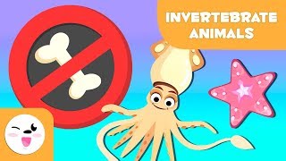 Invertebrate animals for kids arthropods worms cnidarians mollusks sponges echinoderms [upl. by Newfeld142]