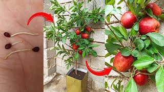 How to grow an apple tree from seed an easy stepbystep process  Germinating apple seeds at home [upl. by Ramma639]