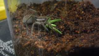 Awesome wolf spider vs katydid feeding video [upl. by Amena]