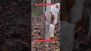 Simmental buqalar sotiladi 2 boshbuqalar toliq video yutubeda rek cow angus Oltariqchorva tj [upl. by Ameehsat689]