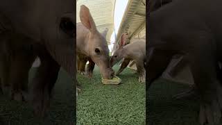 New Baby Aardvark at the San Diego Zoo Safari Park 🎉 [upl. by Ahsuoj]