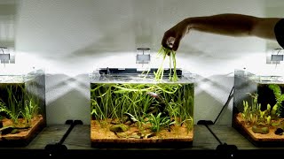 Simple Betta Tank Maintenance  10 Gallon Planted Nano Aquarium [upl. by Weikert]