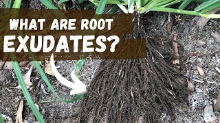 What Are Root Exudates  Regenerative Agriculture [upl. by Horatio717]