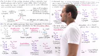 Nonoxidative Phase of Pentose Phosphate Pathway [upl. by Adair]